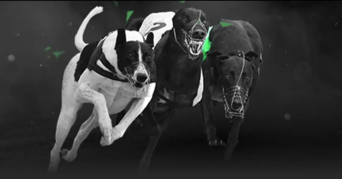 莱万透露,赛前身体不,今日状况显,乐鱼,LeYu,乐鱼官网,乐鱼体育官网,乐鱼体育下载,乐鱼APP